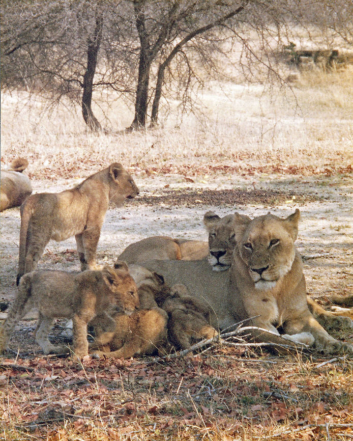 Lion family sans Papa Taken Near Exeter Lodge Sabi Game Reserve, South Africa<br />
Old Kodak 400 ASA film (very grainy) Geotagged,Lion,Panthera leo,South Africa,cubs