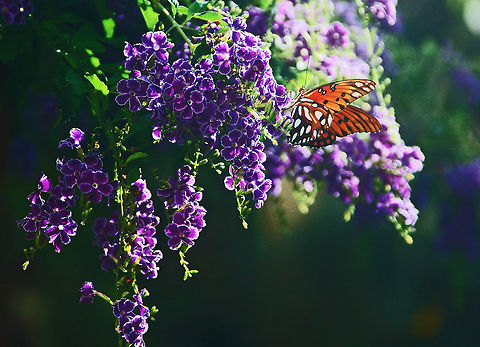 Passion Butterfly (Gulf fritallary)  Butterfly,Florida butterfly,Geotagged,Passion Butterfly,United States