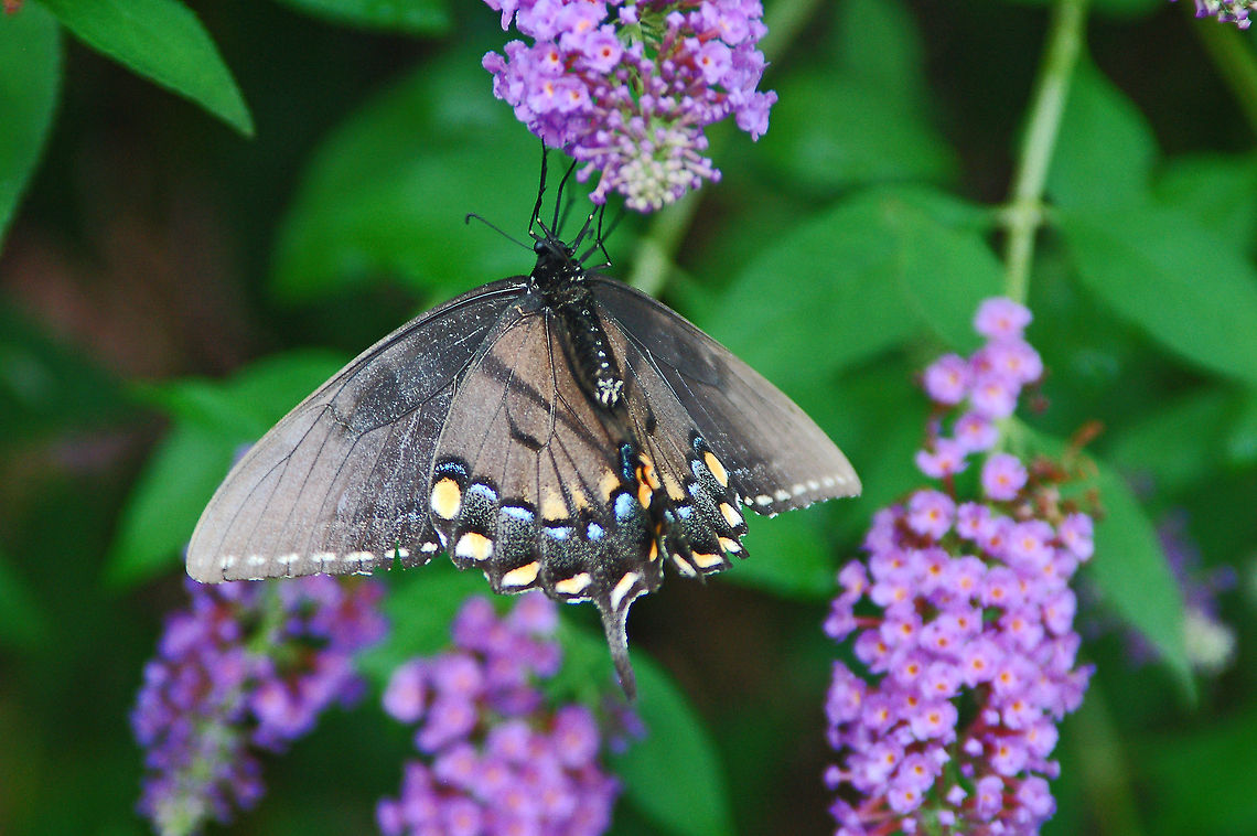 Black Eastern Tiger Swallowtail  Eastern Tiger Swallowtail,Geotagged,Papilio glaucus,Swallowtails,United States,butterfly
