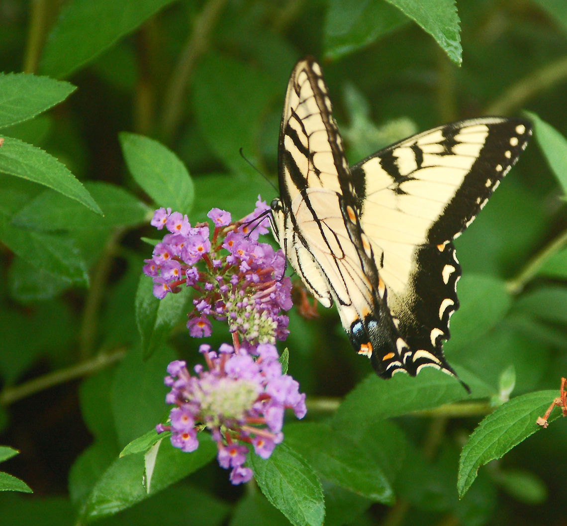 Tiger Swallowtail  Eastern Tiger Swallowtail,Geotagged,Papilio glaucus,United States