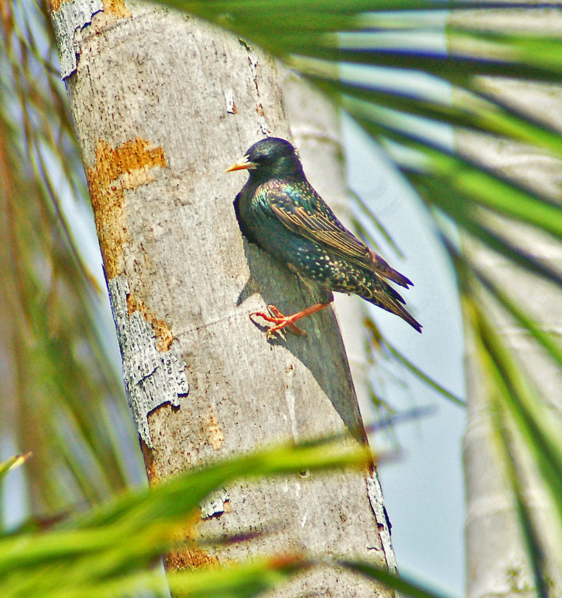 Starling This is actually a European Starling only introduced into the USA around 1920 and was first seen in Florida in 1950. This was taken in Miami.<br />
The dark shadow behind the bird's breast is actually the entrance to a Woodpecker hole which this bird had taken over as a nest. Birds,Common Starling,European Starling,Geotagged,Sturnus vulgaris,United States,starling