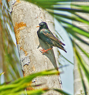 Starling This is actually a European Starling only introduced into the USA around 1920 and was first seen in Florida in 1950. This was taken in Miami.
The dark shadow behind the bird's breast is actually the entrance to a Woodpecker hole which this bird had taken over as a nest. Birds,Common Starling,European Starling,Geotagged,Sturnus vulgaris,United States,starling