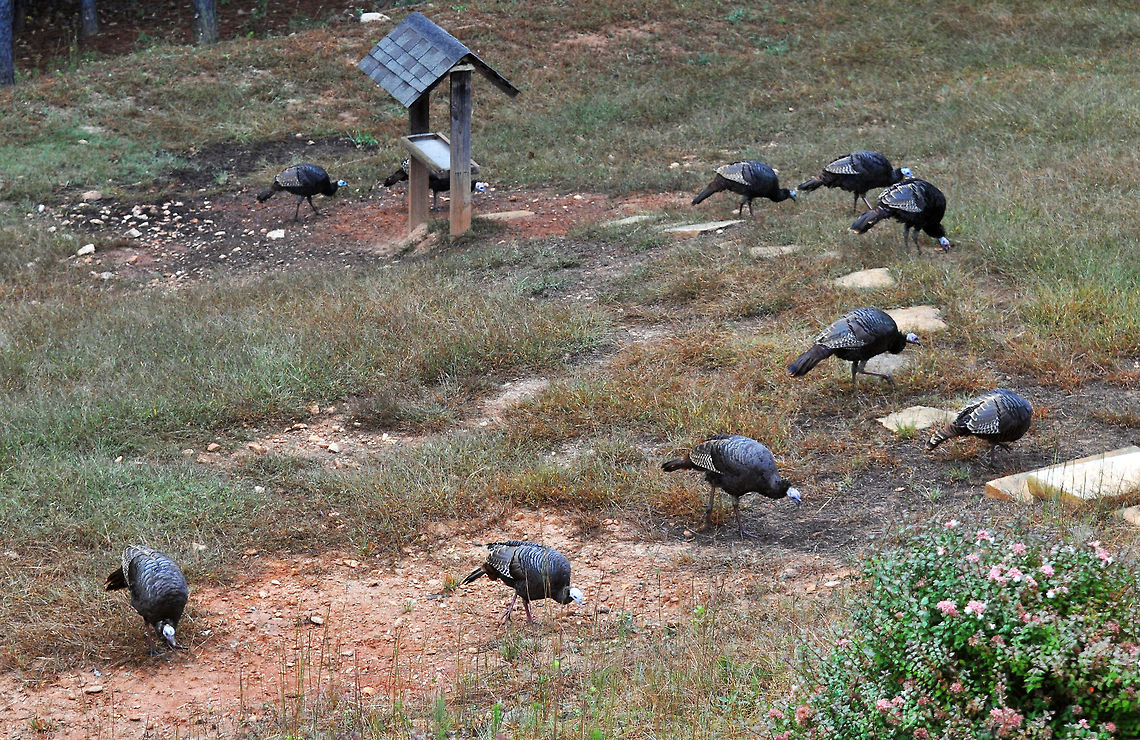 Wild Turkey Gang Wild turkeys are the same species as domesticated (Thanksgiving type) turkeys-just a little tougher to eat I imagine :) Domesticated turkey,Geotagged,Meleagris gallopavo,United States,Wild Turkey