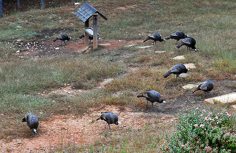 Wild Turkey Gang Wild turkeys are the same species as domesticated (Thanksgiving type) turkeys-just a little tougher to eat I imagine :) Domesticated turkey,Geotagged,Meleagris gallopavo,United States,Wild Turkey