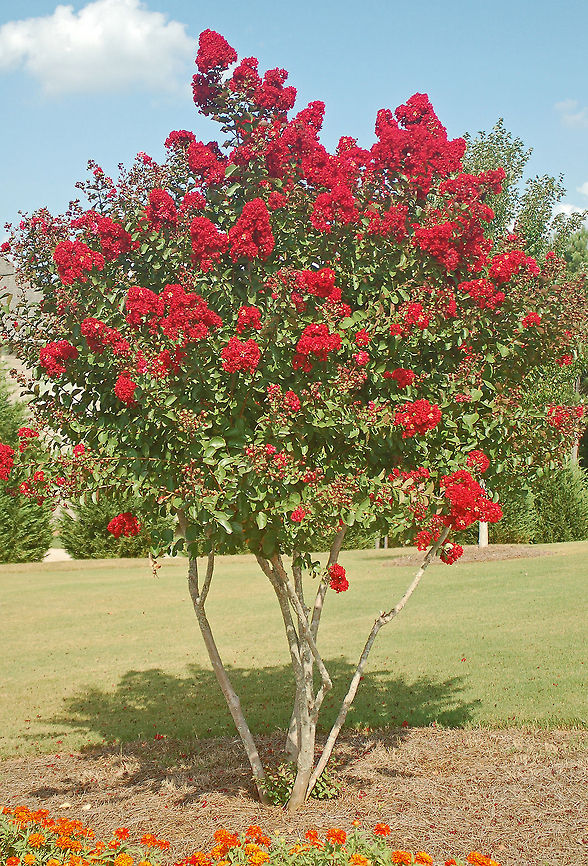 Red rocket Crepe Myrtle  Geotagged,Lagerstroemia indica,United States,crape myrtle,crepe myrtle,red rocket