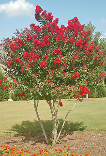 Red rocket Crepe Myrtle  Geotagged,Lagerstroemia indica,United States,crape myrtle,crepe myrtle,red rocket