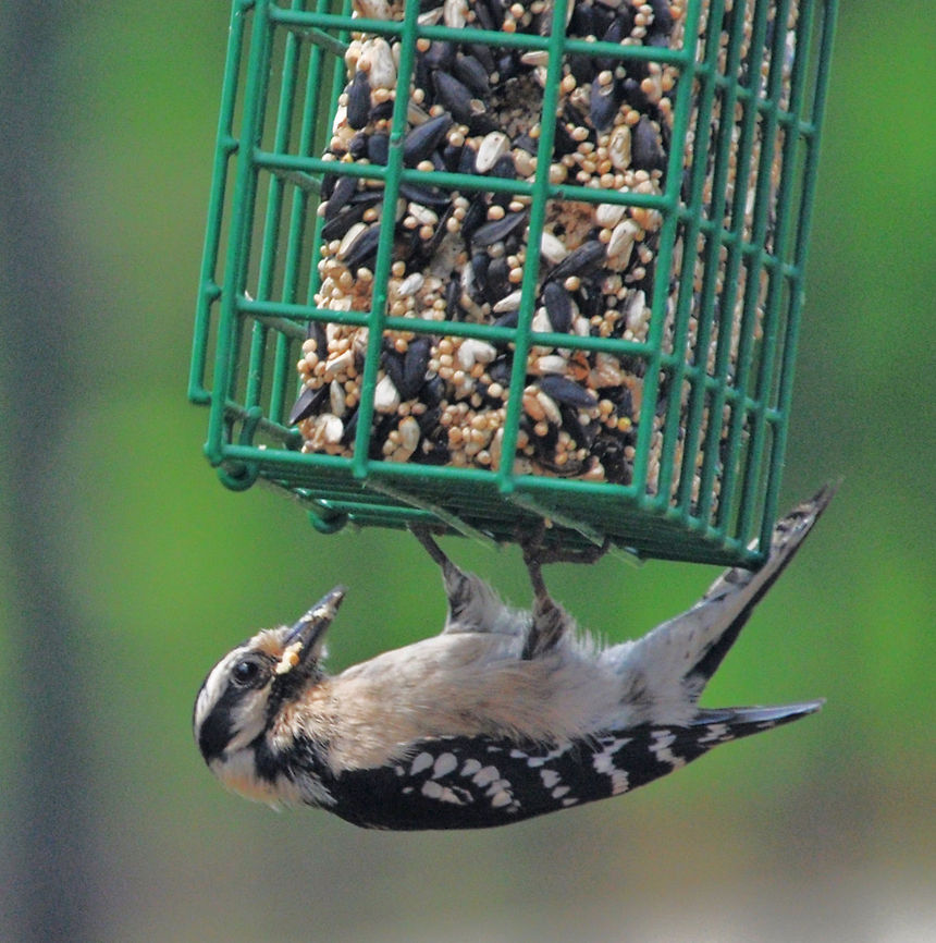 Hairy Woodpecker (Picoides villosus) One of the features of the Hairy Woodpecker that differs from the Downy Woodpecker is the longer beak. Hairy Woodpecker,Hairy woodpecker,Leuconotopicus villosus,Picoides villosus,United States,Woodpecker