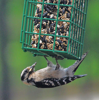 Hairy Woodpecker (Picoides villosus) One of the features of the Hairy Woodpecker that differs from the Downy Woodpecker is the longer beak. Hairy Woodpecker,Hairy woodpecker,Leuconotopicus villosus,Picoides villosus,United States,Woodpecker