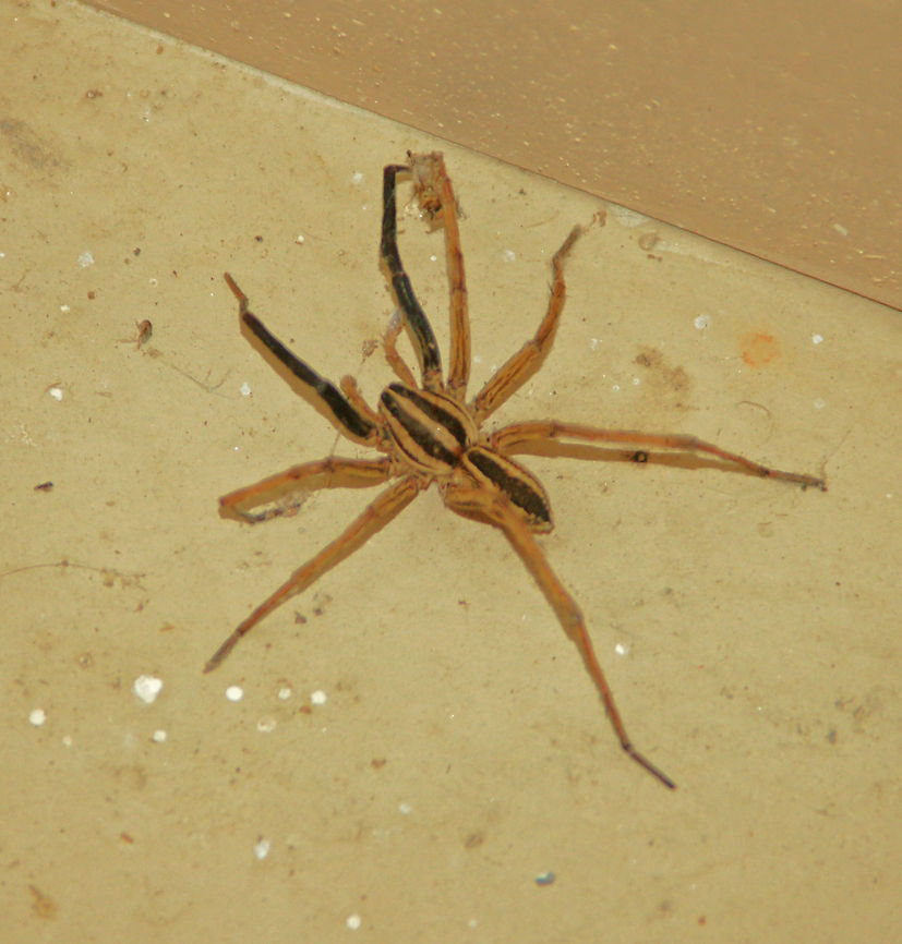 Rabid Wolf Spider   Georgia,Rabid Wolf Spider,Rabidosa rabid,Rabidosa rabida,Wolf Spider