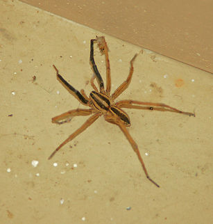Rabid Wolf Spider