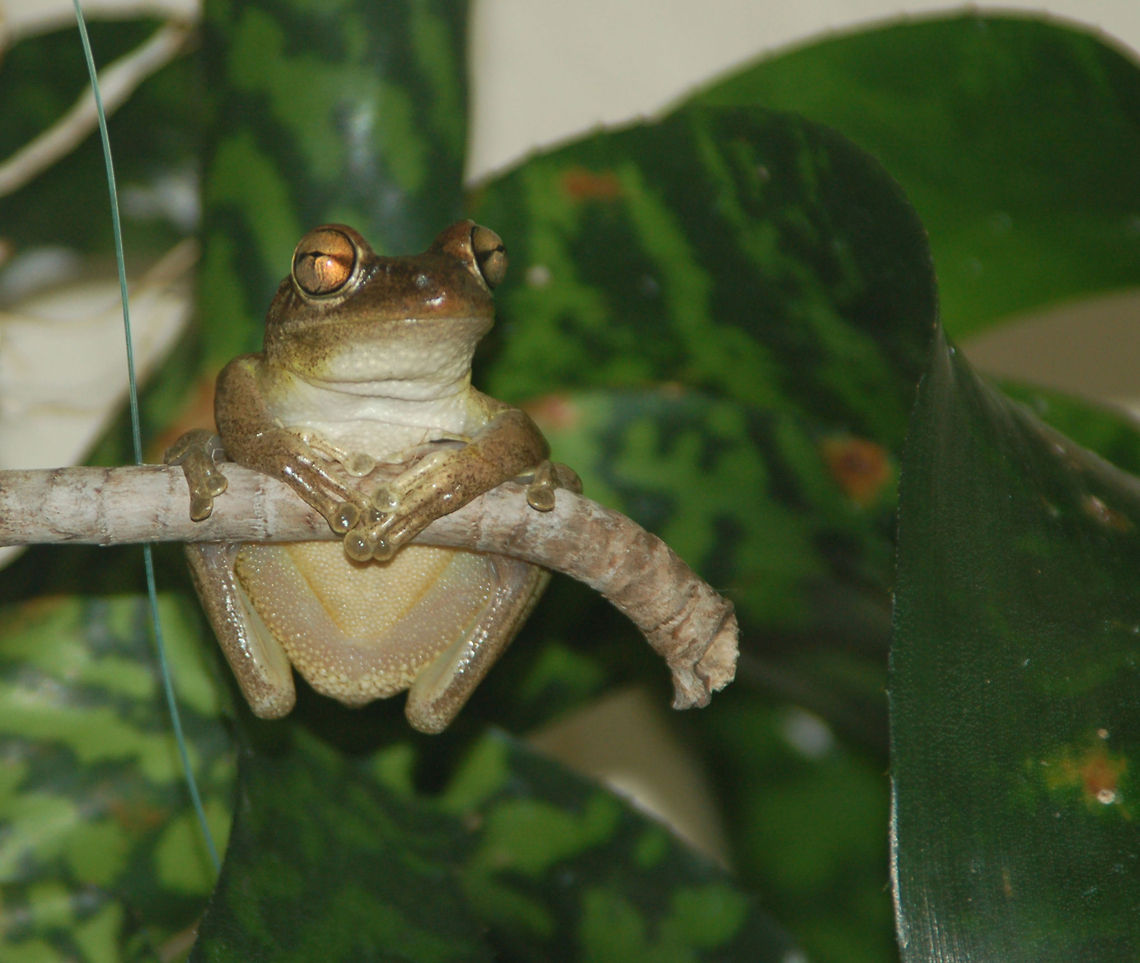Cuban Tree Frog These frogs would sometimes jump onto my bare leg, thinking it was a tree? (Very friendly) Cuban tree frog,Florida frog,Geotagged,Osteopilus septentrionalis,United States,frog,tree frog