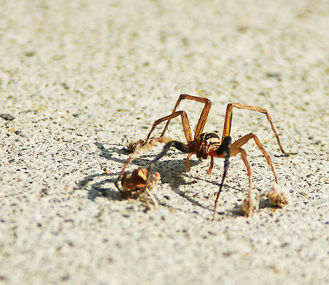 Rabid Wolf Spider I tried to clean those fluffy balls off her legs but she wasn't too happy about that. Georgia spider,Geotagged,Rabidosa rabid,Rabidosa rabida,United States,Wolf Spider,spider