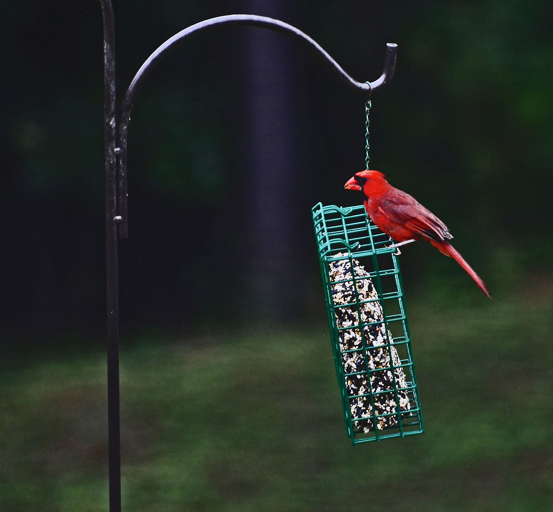 Northern Red Cardinal He is missing those nice red crest feathers, but that is common...they will grow back. Maybe caused by lice (poor guy) Cardinalis cardinalis,Georgia,Geotagged,Northern Cardinal,United States,cardinal,north georgia,red cardinal