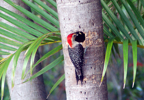 Red-bellied Woodpecker  Its common name is somewhat misleading, as the most prominent red part of its plumage is on the head. The red belly refers to a red stripe that the male gets on his belly in mating season. Florida woodpecker,Geotagged,Melanerpes carolinus,Red-bellied Woodpecker,United States,Woodpecker