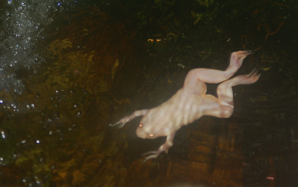 African Albino Clawed Frog  African clawed frog,Geotagged,Miami,United States,Xenopus laevis