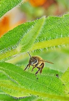 Honey Bee  Apis mellifera,Eastern honey bee,Geotagged,United States,Western honey bee