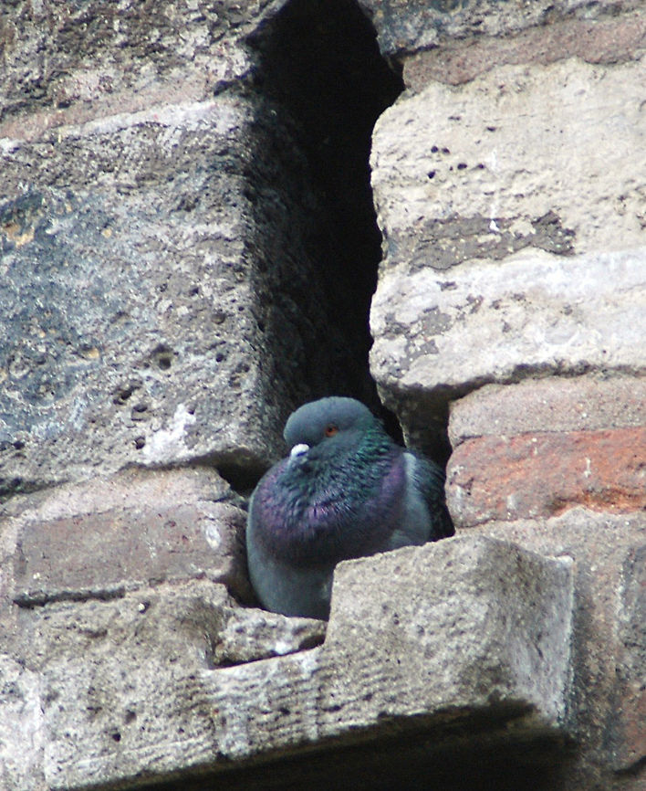 Rock Dove Taken in Istanbul, Turkey Columba livia,Geotagged,Rock Dove,Turkey