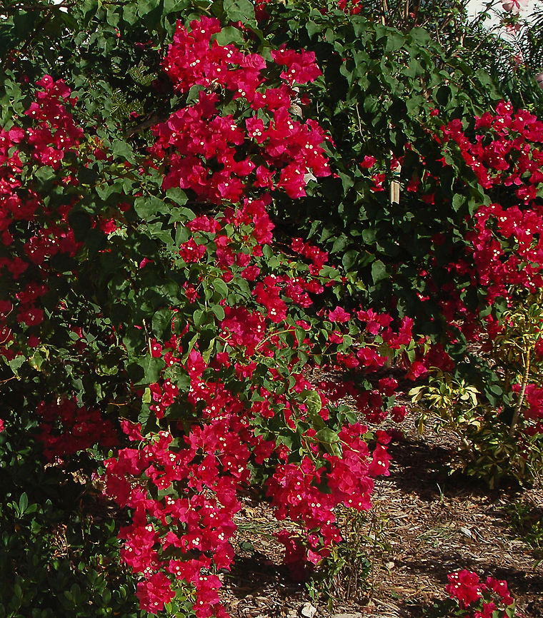 Red Bougainvillea Taken on the Caribbean Island of Tortola, British Virgin Islands Bougainvillea,Bougainvillea glabra,British Virgin Islands,Geotagged
