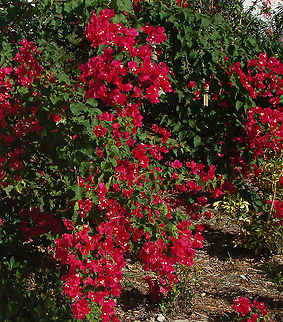 Red Bougainvillea Taken on the Caribbean Island of Tortola, British Virgin Islands Bougainvillea,Bougainvillea glabra,British Virgin Islands,Geotagged