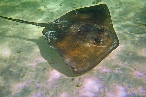 Southern Stingray  Dasyatis americana,Geotagged,Southern stingray,Stingray,The Bahamas