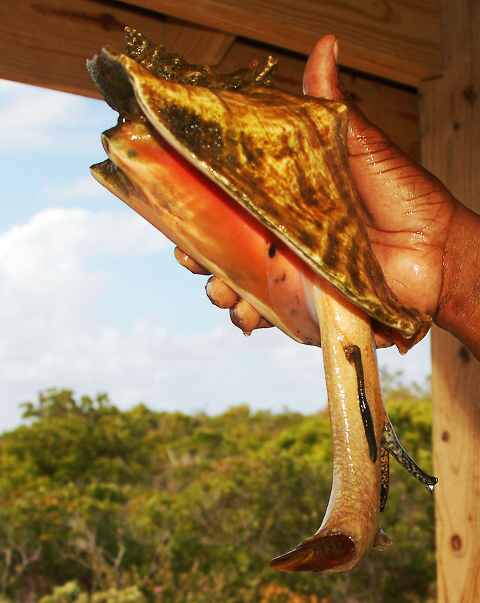 Caribbean Queen Conch (Lobatus gigas) An endangered sea snail Aliger gigas,Geotagged,Lobatus gigas,Queen conch,Turks and Caicos Islands,conch,queen conch