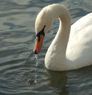 Swan  Cygnus olor,Geotagged,Italy,Mute Swan