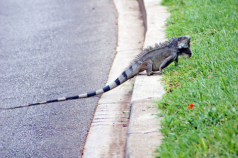 Iguana  Aruba,Geotagged,Green iguana,Iguana iguana
