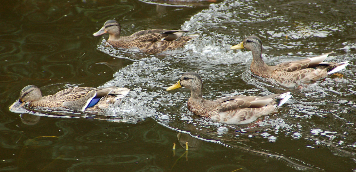 Mallards at Peterhof Museum, St. Petersburg, Russia What's the rush girls? Anas platyrhynchos,Geotagged,Mallard,Mallards,Russia