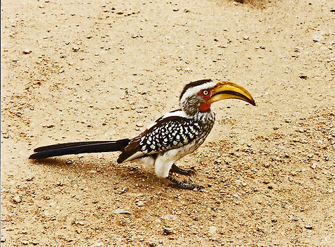 Southern yellow-billed Hornbill  Geotagged,South Africa,Southern Yellow-billed Hornbill,Tockus leucomelas