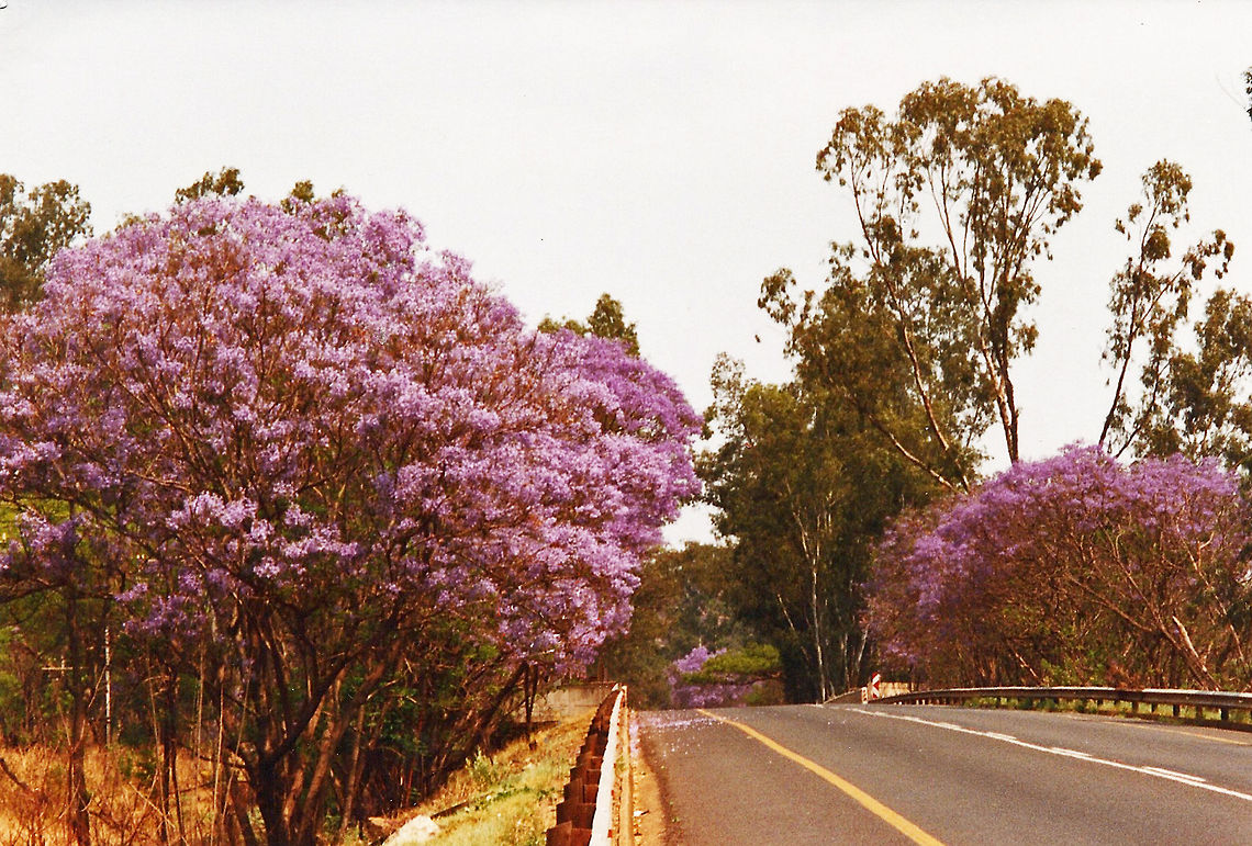Jacaranda  Geotagged,Jacaranda mimosifolia,South Africa