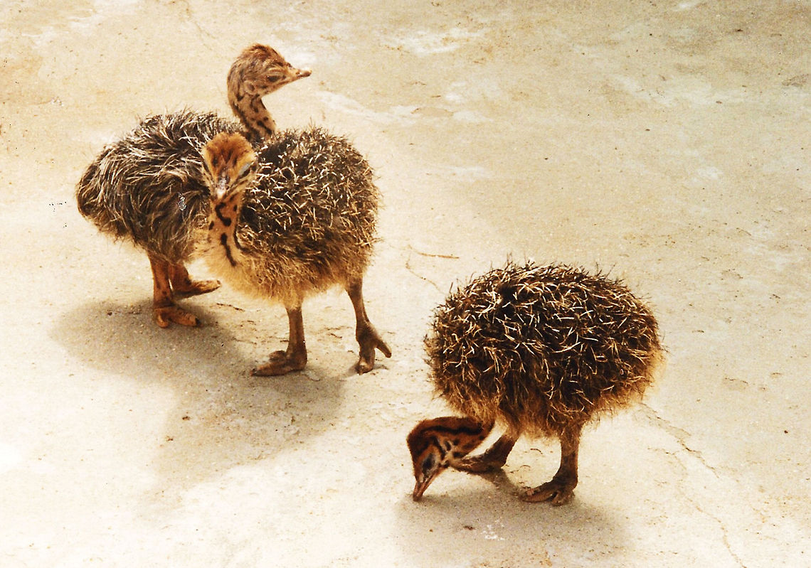 Baby Ostriches  Geotagged,Ostrich,South Africa,Struthio camelus