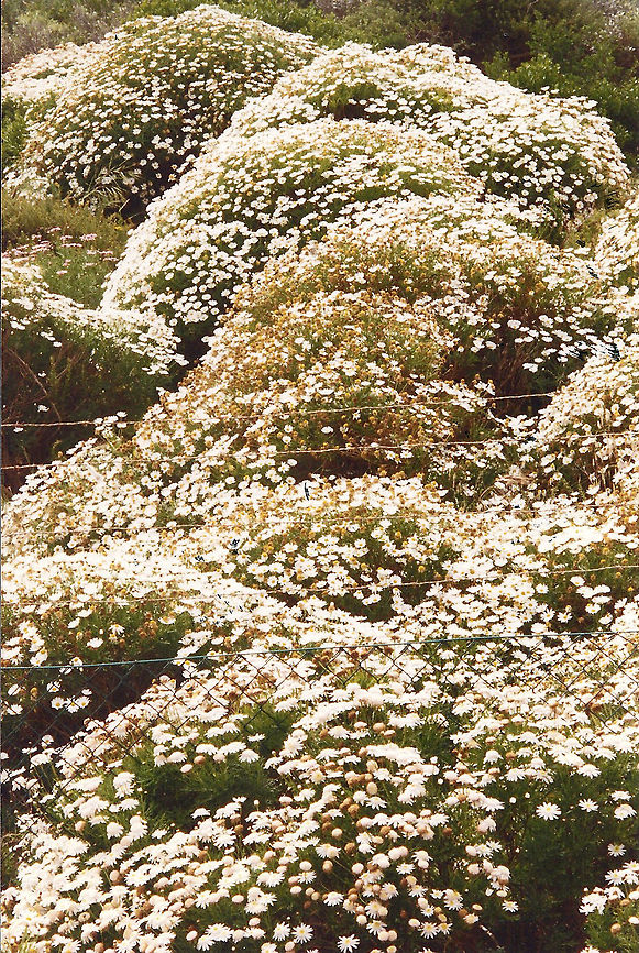 Rainflower  Geotagged,Rain Flower,South Africa