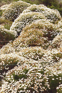 Rainflower  Geotagged,Rain Flower,South Africa