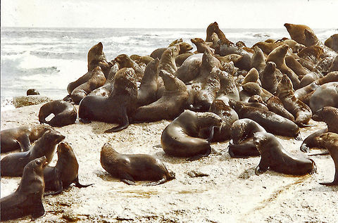 Cape fur Seals  Arctocephalus pusillus,Brown fur seal,Cape fur seal,Geotagged,South Africa