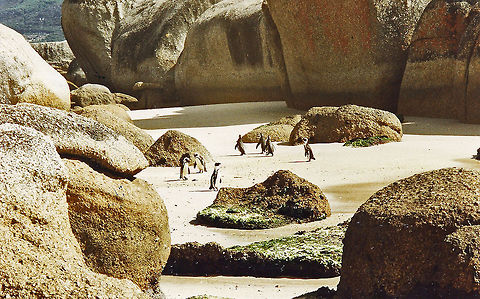 African Jackass Penguin Taken at Boulders, Cape Province, South Africa African Penguin,Geotagged,Jackass penguin,South Africa,Spheniscus demersus