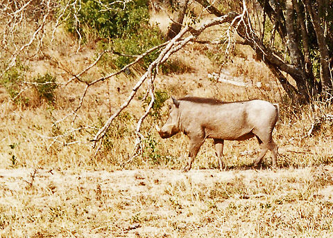 Southern Warthog I have eaten one...a little tough to say the least. Geotagged,South Africa,Southern Warthog,Warthog