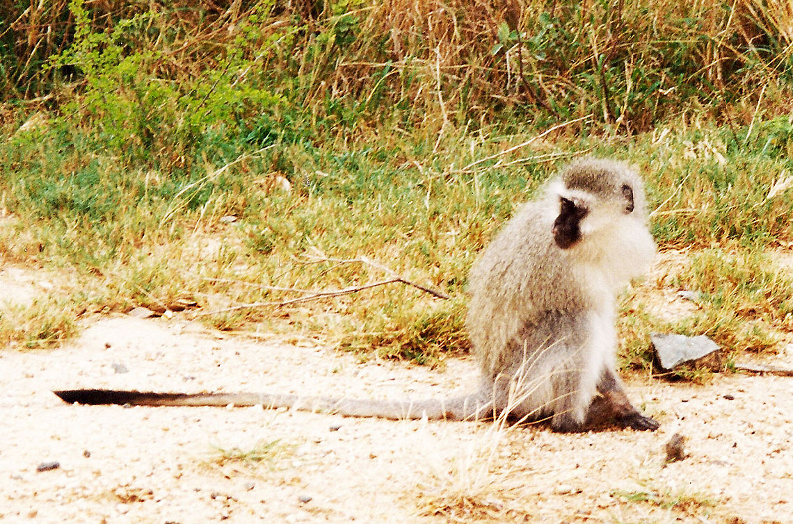 Vervet Monkey Now this is a long tail Chlorocebus pygerythrus,Geotagged,South Africa,Vervet Monkey