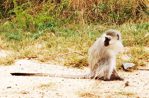 Vervet Monkey Now this is a long tail Chlorocebus pygerythrus,Geotagged,South Africa,Vervet Monkey