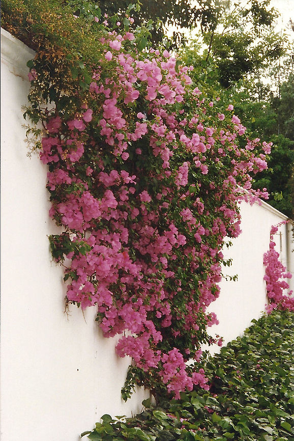 Bougainvillea Walls around homes in Johannesburg are not built for beauty&#039;s sake, but someone is making the best of it. Bougainvillea glabra,Geotagged,Johannesburg,South Africa