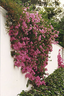 Bougainvillea Walls around homes in Johannesburg are not built for beauty's sake, but someone is making the best of it. Bougainvillea glabra,Geotagged,Johannesburg,South Africa