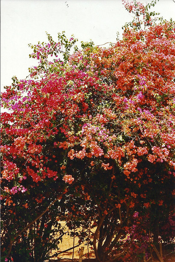 More bougainvillea  Bougainvillea,Bougainvillea glabra,Geotagged,South Africa