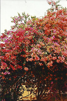 More bougainvillea  Bougainvillea,Bougainvillea glabra,Geotagged,South Africa