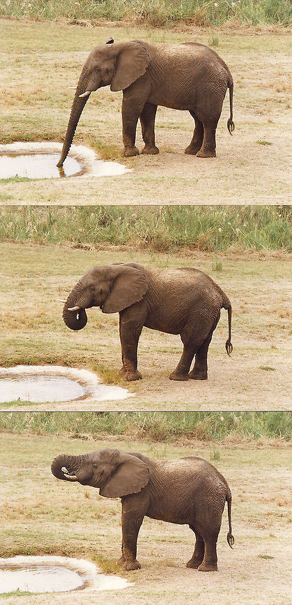Good to the last drop Elephants drink great quantities of water, over 190 liters per day. African bush elephant,Geotagged,Loxodonta africana,South Africa