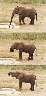 Good to the last drop Elephants drink great quantities of water, over 190 liters per day. African bush elephant,Geotagged,Loxodonta africana,South Africa