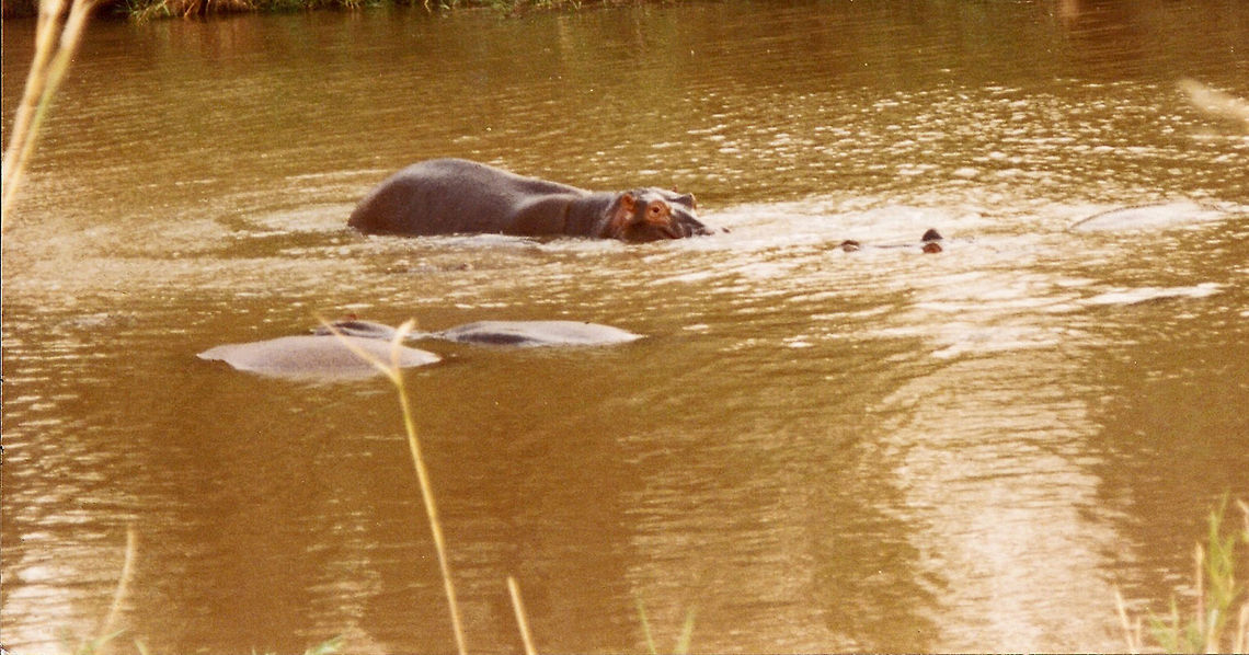 Hippo Young hippos can only stay under water for about half a minute, but adults can stay submerged up to six minutes.  If they are encountered away from the safety of water, anything that gets between them and their refuge may be bitten or trampled. Geotagged,Hippo,Hippopotamus,Hippopotamus amphibius,South Africa