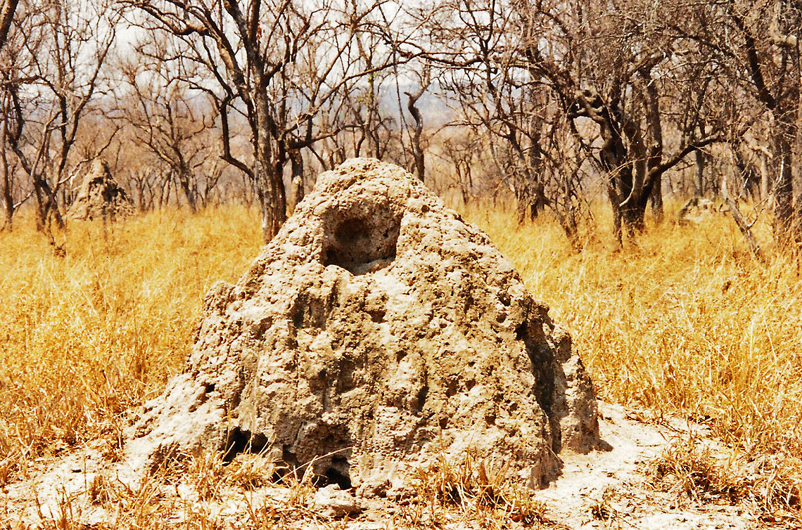 Termite mound Larger termite mounds play a role in providing a habitat for plants and animals, especially on plains in Africa that are seasonally inundated by a rainy season, providing a retreat above the water for smaller animals and birds, and a growing medium for woody shrubs with root systems that cannot withstand inundation for several weeks. In addition, scorpions, lizards, snakes, small mammals, and birds live in abandoned or weathered mounds, and aardvarks dig substantial caves and burrows in them, which may then become homes for animals such as hyenas and mongooses.<br />
Also take a look at this web page for some interesting trivia: <a href="http://collaborativeinnovation.org/biomimicry-termite-inspired-sustainable-building/" rel="nofollow">http://collaborativeinnovation.org/biomimicry-termite-inspired-sustainable-building/</a> Geotagged,South Africa,Termitomyces schimperi,termite mound