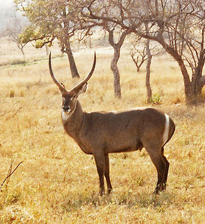 Waterbuck Despite their name, Waterbuck do not spend much time in the water, but will take refuge there to escape predators. Lions to not attack them very often because, apparently, they do not like the taste of their meat. Geotagged,Kobus ellipsiprymnus,South Africa,Waterbuck