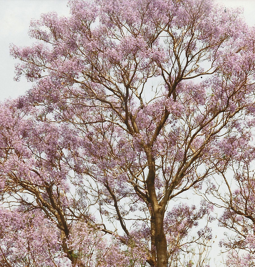 Jacaranda in Pretoria  Geotagged,Jacaranda,Jacaranda mimosifolia,Pretoria,South Africa