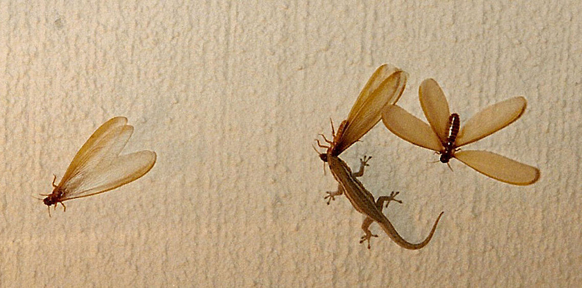 Swarmer (aka Flying) Termites Flying termites are eaten by a large variety of predators like lizards, birds, and ants, because they are loaded with fat stores designed to last them for months without having to eat. So this makes them a nutritious meal, even for humans, in some parts of the world like Africa. There, the termites are dried and roasted as a snack.<br />
<br />
Swarmer termites (also called alates or reproductives) are the reproductive form of subterranean termites, the future kings and queens of new kingdoms. Unlike worker termites, swarmers have a hard, dark brown or black cuticle that protects them. They also have two pairs of wings of equal size that break off shortly after their first, rather weak flight. Winged termites don&rsquo;t damage wood like worker termites. Their sole purpose is to leave the ground colony, mate, and begin new termite colonies.<br />
<br />
Termite diversity is tremendous, more than 1,000 of the 2,600+ recognized species occur on the African continent Dictyoptera,Geotagged,Isoptera,South Africa,flying termites,swarmer termites,termite