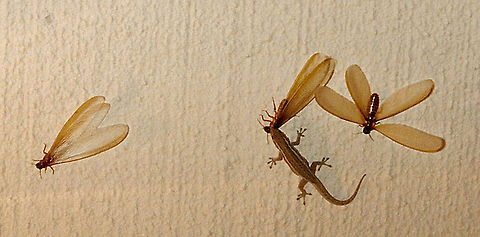 Swarmer (aka Flying) Termites Flying termites are eaten by a large variety of predators like lizards, birds, and ants, because they are loaded with fat stores designed to last them for months without having to eat. So this makes them a nutritious meal, even for humans, in some parts of the world like Africa. There, the termites are dried and roasted as a snack.

Swarmer termites (also called alates or reproductives) are the reproductive form of subterranean termites, the future kings and queens of new kingdoms. Unlike worker termites, swarmers have a hard, dark brown or black cuticle that protects them. They also have two pairs of wings of equal size that break off shortly after their first, rather weak flight. Winged termites don&rsquo;t damage wood like worker termites. Their sole purpose is to leave the ground colony, mate, and begin new termite colonies.

Termite diversity is tremendous, more than 1,000 of the 2,600+ recognized species occur on the African continent Dictyoptera,Geotagged,Isoptera,South Africa,flying termites,swarmer termites,termite